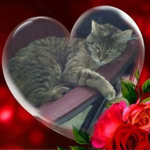 Meet your Posher, Alice